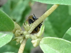 Strongylocassis atripes