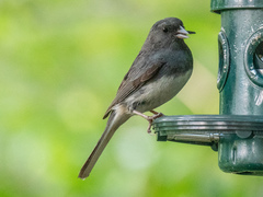 Junco hyemalis carolinensis