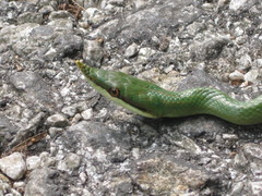 Gonyosoma boulengeri