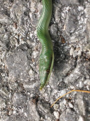 Gonyosoma boulengeri