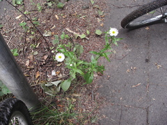 Erigeron annuus