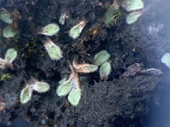 Riccia beyrichiana