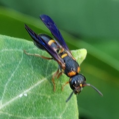 Parancistrocerus histrio