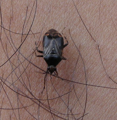 Deraeocoris flavilinea