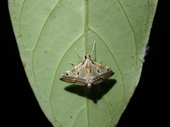 Agrioglypta