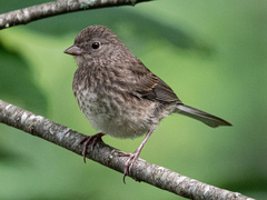 Junco hyemalis carolinensis