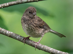 Junco hyemalis carolinensis