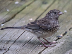 Junco hyemalis carolinensis