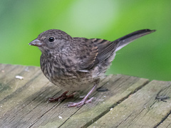 Junco hyemalis carolinensis