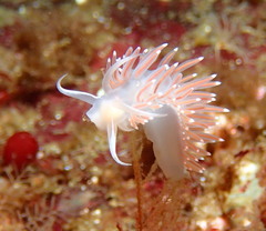 Coryphellidae