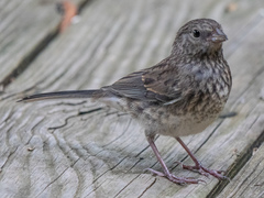 Junco hyemalis carolinensis