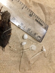 Resinomycena