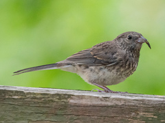 Junco hyemalis carolinensis