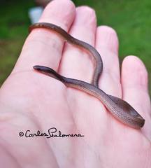 Tantilla calamarina