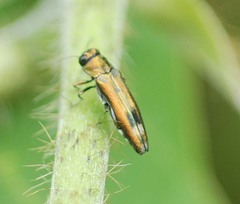 Agrilus chujoi