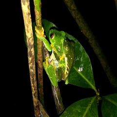 Agalychnis taylori