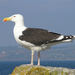 Great Black-backed Gull - Photo (c) Roger Butterfield, some rights reserved (CC BY-NC-SA)