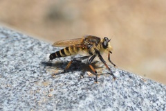 Promachus yesonicus