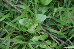 Ottoschulzia rhodoxylon