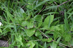 Ottoschulzia rhodoxylon