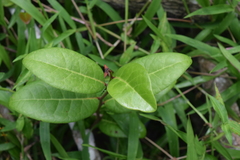 Ottoschulzia rhodoxylon