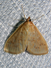 Framinghamia helvalis