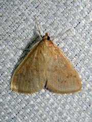Framinghamia helvalis