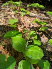Neottia banksiana