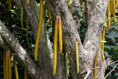 Parmentiera cereifera