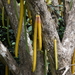 Candle Tree - Photo (c) Steve Maldonado Silvestrini, some rights reserved (CC BY-NC), uploaded by Steve Maldonado Silvestrini