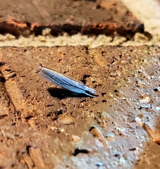 Parapediasia decorellus