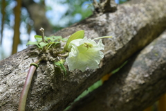Parmentiera cereifera