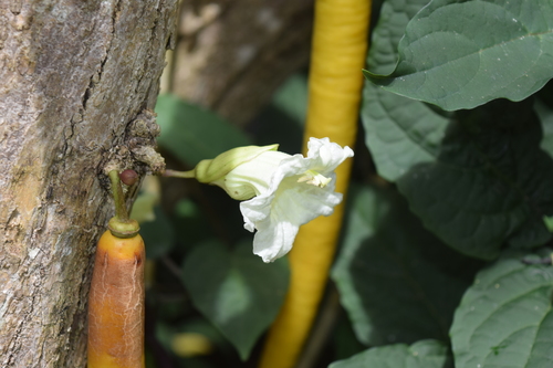 Parmentiera cereifera