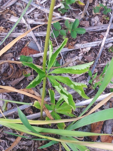 Sanicula marilandica image