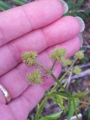 Sanicula marilandica image
