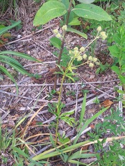 Sanicula marilandica image