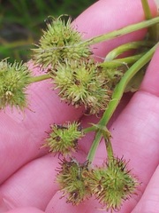 Sanicula marilandica image