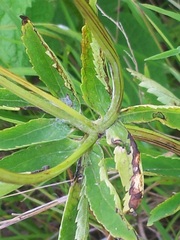 Sanicula marilandica image