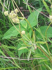 Sanicula marilandica image