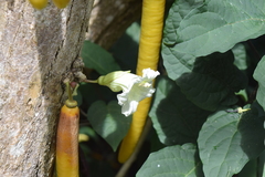 Parmentiera cereifera