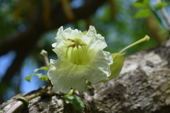 Parmentiera cereifera