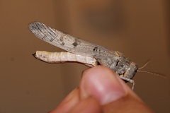 Dissosteira spurcata