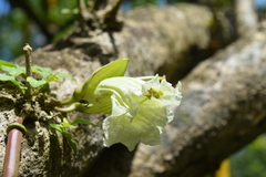Parmentiera cereifera