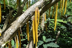 Parmentiera cereifera