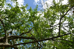 Parmentiera cereifera