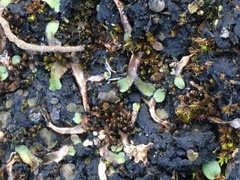 Asterella tenella
