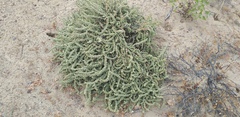 Atriplex julacea