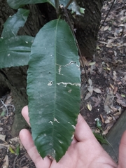 Schizomeria ovata