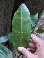 Schizomeria ovata