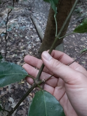 Schizomeria ovata